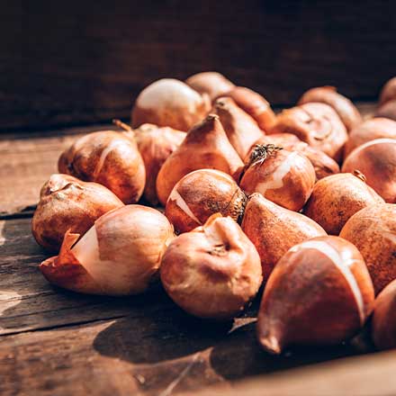 Lökar & knölar