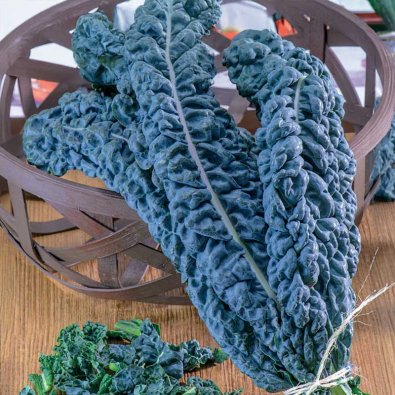 Palmkål 'Black Magic'