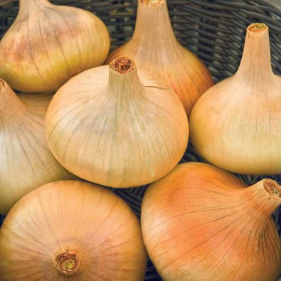 Gul lök 'Stuttgarter Riesen'