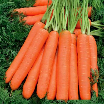 Sommarmorot 'Nantaise 2'