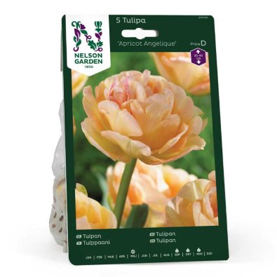 Tulpan 'Apricot Angelique'
