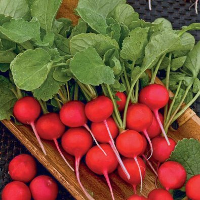 Rädisa 'Cherry Belle'