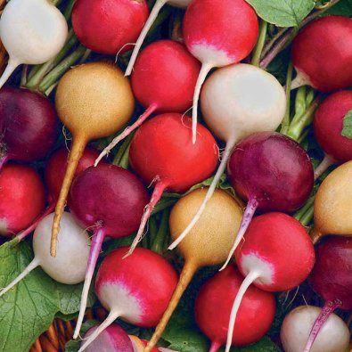 Rädisa blandade färger