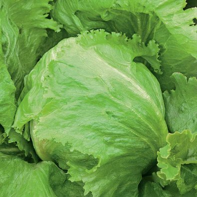 Isbergssallat 'Great Lakes 118'