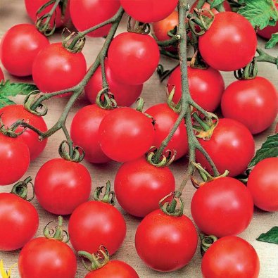 Körsbärstomat 'Tiny Tim'
