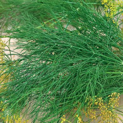 Dill 'Como' såband