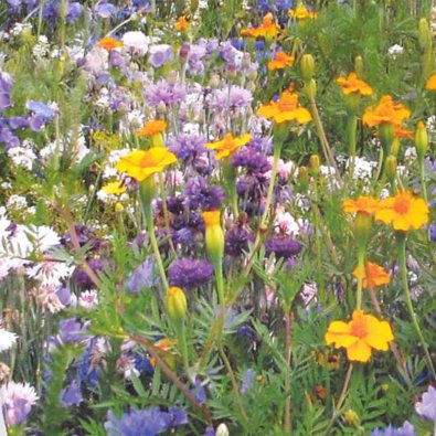 Blommor för nyttoinsekter