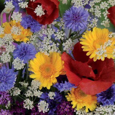 Sommarblomsmix 'Nelson Mixture'