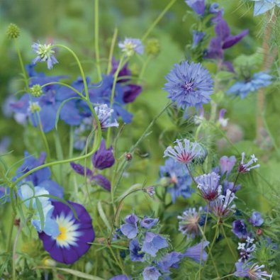 Sommarblomsmix 'Blue Shades'