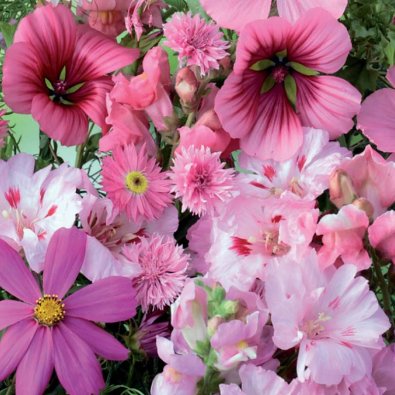 Sommarblomsmix 'Pink Shades'