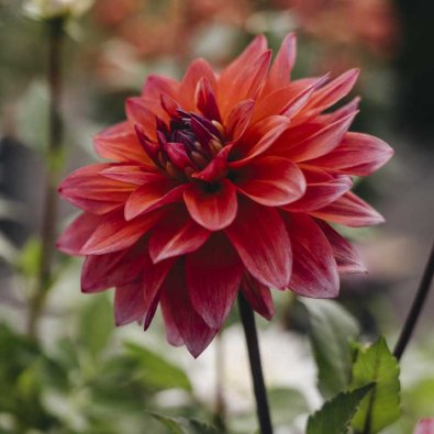 Dekorativdahlia 'Feline Yvonne'