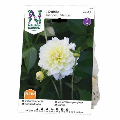Dekorativdahlia 'Innocent Silence'