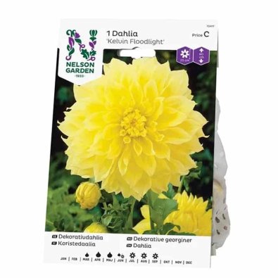 Dekorativdahlia 'Kelvin Floodlight'