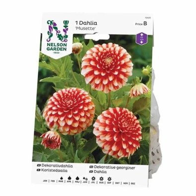 Dekorativdahlia 'Musette'