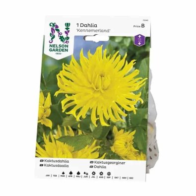 Kaktusdahlia 'Kennemerland'