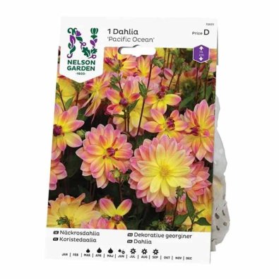 Näckrosdahlia 'Pacific Ocean'