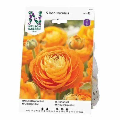 Bukettranunkel orange