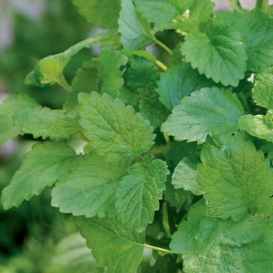 Citronmeliss 'Lemona'