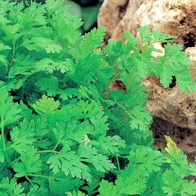 Dansk Körvel 'Fijne Krul'