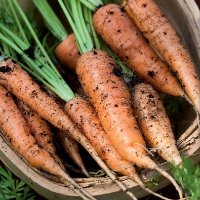 Sommarmorot 'Berlicum 2'