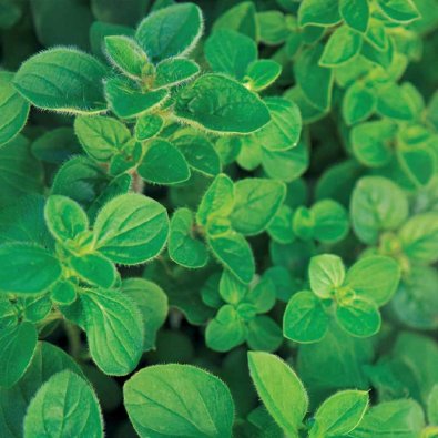 Grekisk Oregano