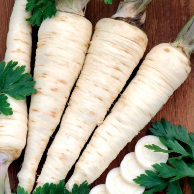 Rotpersilja 'Halblange'