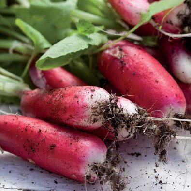 Rädisa 'Flamboyant 2'