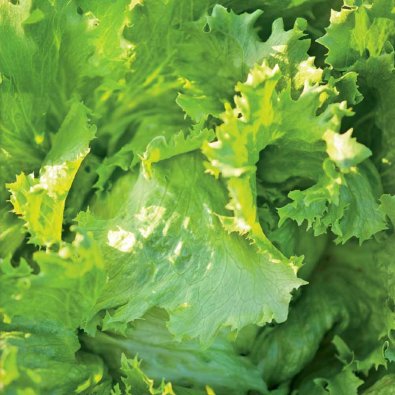 Isbergssallat 'Great Lakes 118'