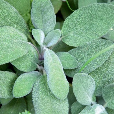 Kryddsalvia