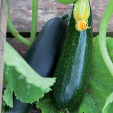 Squash / Sommarpumpa 'Black Beauty'