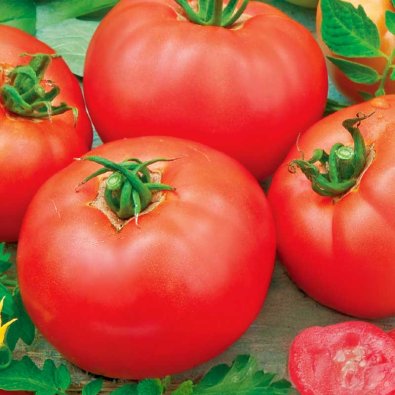 Frilandstomat 'Moneymaker'