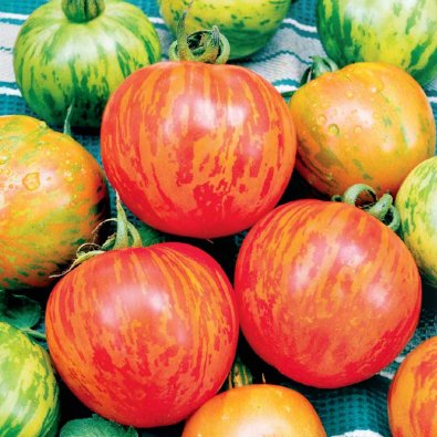 Frilandstomat 'Tigerella'