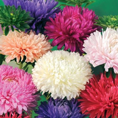 Buskaster 'American Branching mix'