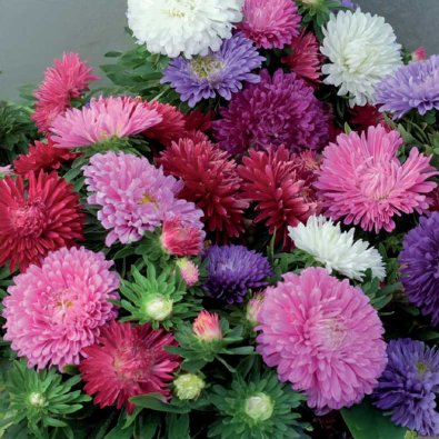Dvärgaster 'chrysanthemum mix'