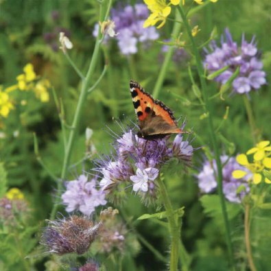 Mix Insektsblommor Organic