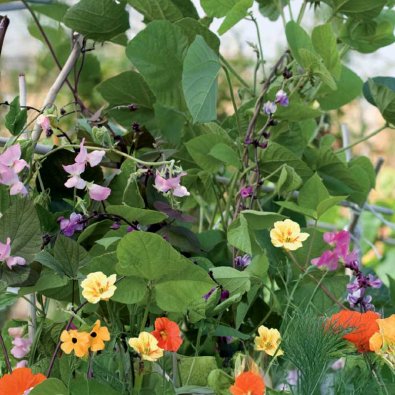 Slingerväxter 'Nelson Mixture'