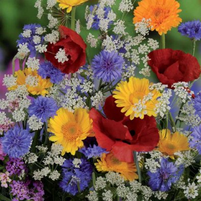 Sommarblommor 'Nelson Mixture'