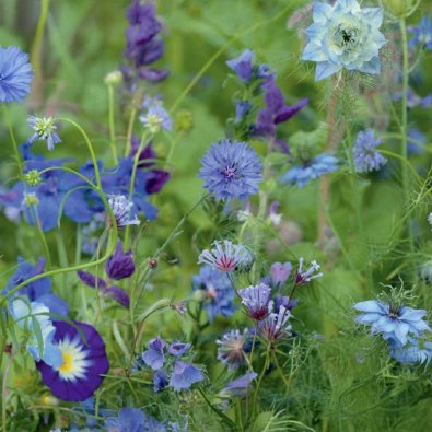 Sommarblommor 'Blue Shades'