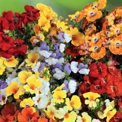 Nemesia 'Carnival'