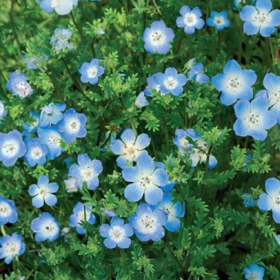 Prins Gustafs öga ljusblå