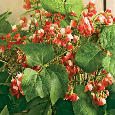 Blomsterböna / Rosenböna 'Hestia'