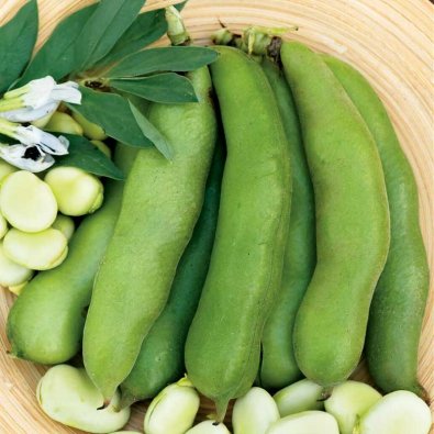 Bondböna 'Threefold White'