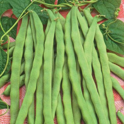 Skärböna 'Admires'