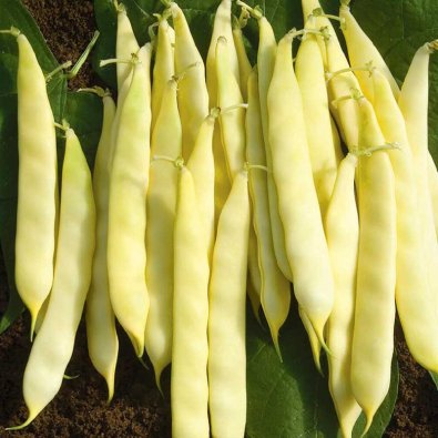 Skärböna 'Serpedor'