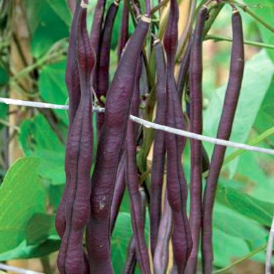 Störbrytböna 'Carminat'