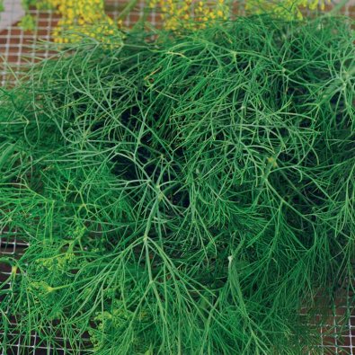 Dill 'Como'