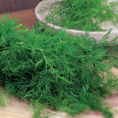 Bladdill 'Gold Crown'