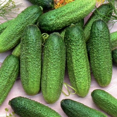 Druvgurka 'Profi' F1