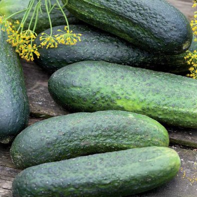 Frilandsgurka 'Profi' F1 Organic