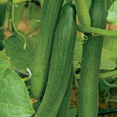 Slanggurka 'Louisa' F1